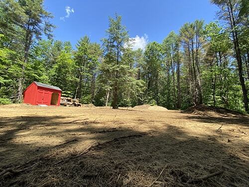 Freshly cleared forest with pine trees around edge