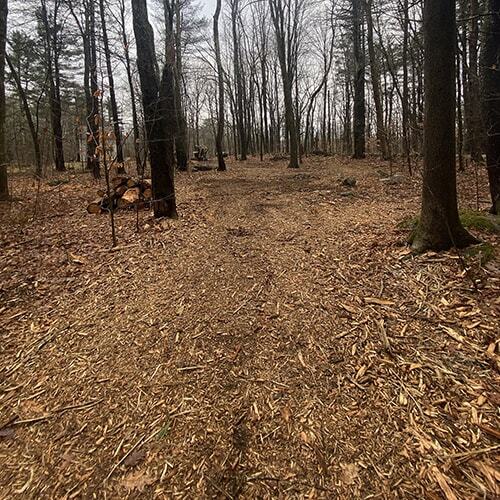 Freshly cleared and mulched forest trail in Berkshire County, MA