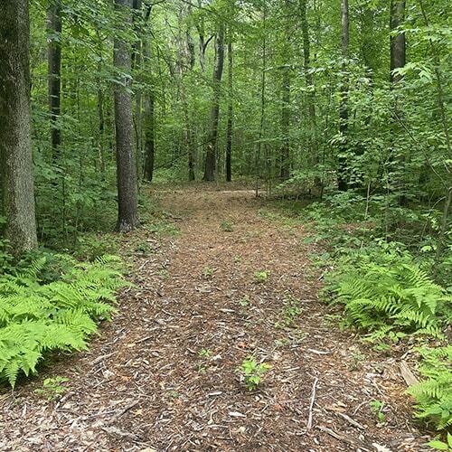 Trail after forest mulching in New Marlborough, MA